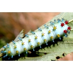 Robin Moth cecropia larvae